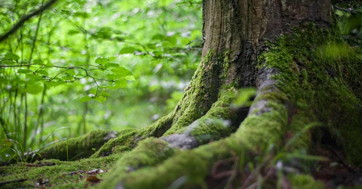 découvrez la beauté et la biodiversité des forêts, des écosystèmes vitaux qui abritent une multitude d'espèces. explorez leur importance pour la planète, leur rôle dans la lutte contre le changement climatique et les initiatives de conservation qui œuvrent pour leur protection.