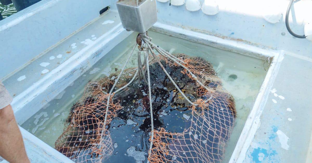 découvrez les ressources marines, un patrimoine inestimable qui joue un rôle crucial dans la biodiversité et l'économie mondiale. explorez leur importance, leur gestion durable et les innovantes initiatives pour préserver notre environnement maritime.