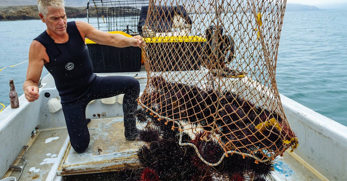 découvrez les ressources marines, un trésor de biodiversité et d'opportunités économiques. apprenez comment la gestion durable de ces richesses peut contribuer à la préservation des écosystèmes marins tout en favorisant le développement durable.