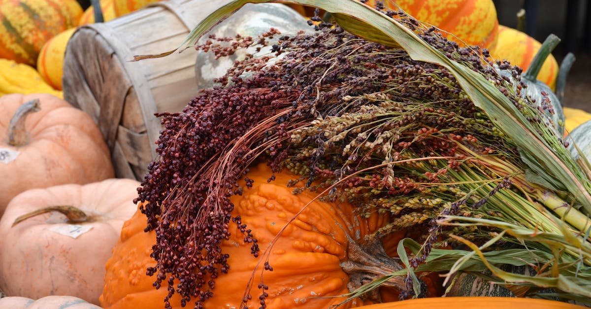 découvrez le sorghum, une céréale nutritive et polyvalente, riche en vitamines et minéraux. apprenez-en plus sur ses bienfaits pour la santé, ses utilisations culinaires et son rôle croissant dans une alimentation durable.