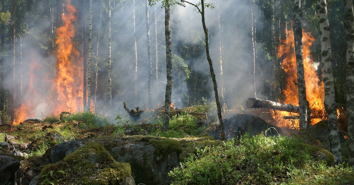 découvrez les impacts dévastateurs des incendies de forêt sur l'environnement, la biodiversité et les communautés humaines. apprenez les mesures de prévention et de gestion des incendies pour protéger notre planète.