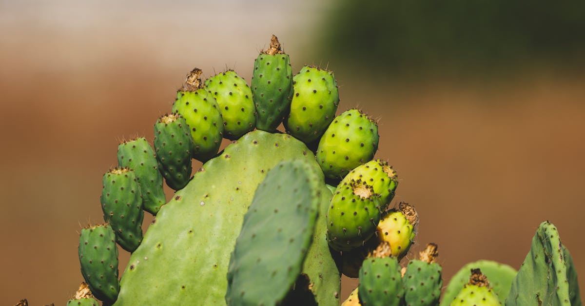 découvrez les obligations climatiques qui façonnent notre avenir durable. informez-vous sur les réglementations, les engagements internationaux et les initiatives pour réduire l'empreinte carbone et protéger notre planète.
