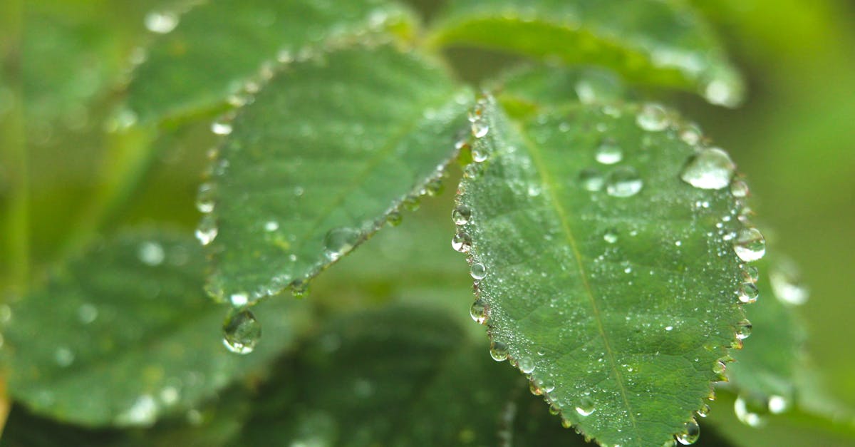 découvrez des solutions concrètes et innovantes pour lutter contre le changement climatique, réduire votre empreinte carbone et protéger l’environnement pour les générations futures.