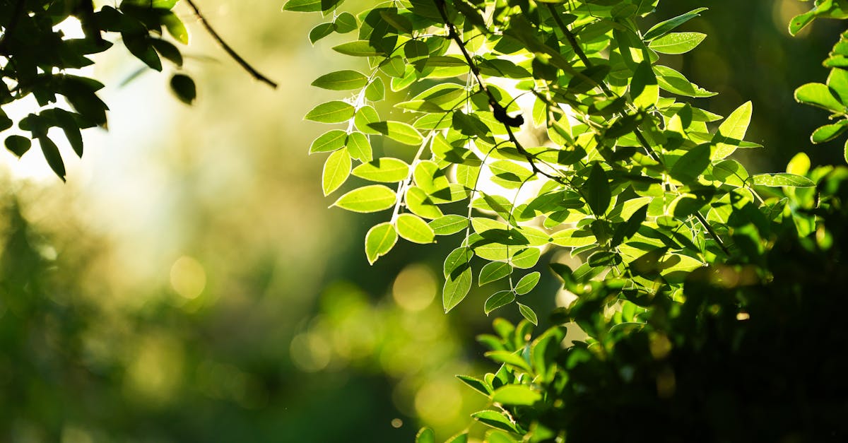 découvrez notre politique environnementale engagée, visant à promouvoir des pratiques durables et à réduire notre empreinte écologique. rejoignez-nous dans notre démarche pour un avenir plus responsable et respectueux de l'environnement.