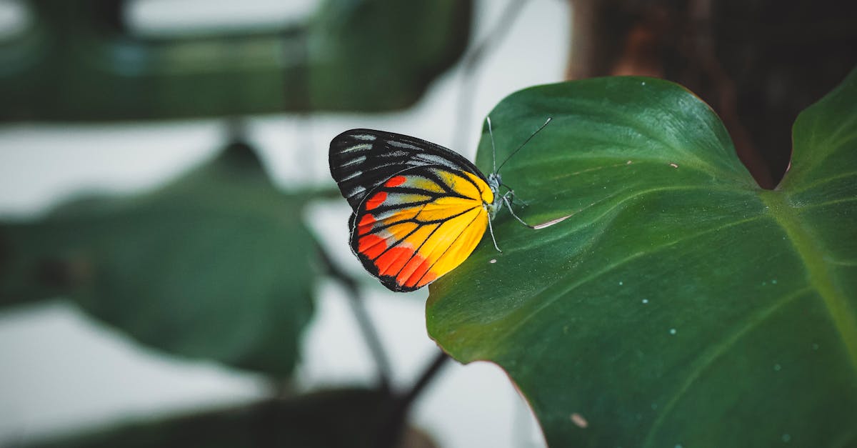 découvrez notre politique environnementale axée sur la durabilité, la protection de la biodiversité et la réduction de notre empreinte écologique. engagez-vous avec nous pour un avenir plus vert et responsable.