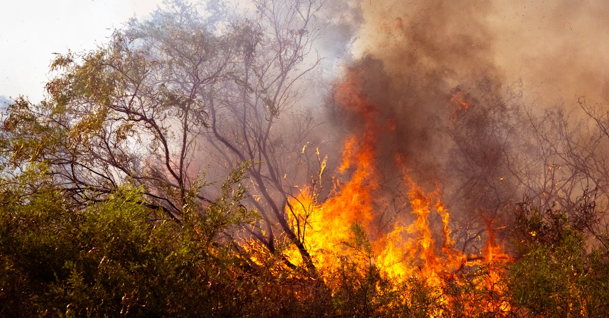 découvrez le phénomène des 'zombie fires', ces incendies souterrains qui persistent sous la surface et mettent en danger les écosystèmes, même après l'extinction apparente des feux de forêt.