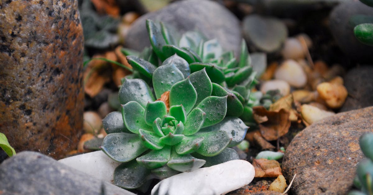 découvrez comment l'adaptation au changement climatique aide les communautés et les entreprises à anticiper et limiter les impacts environnementaux. stratégies, solutions innovantes et exemples concrets pour mieux s'adapter aux défis climatiques.