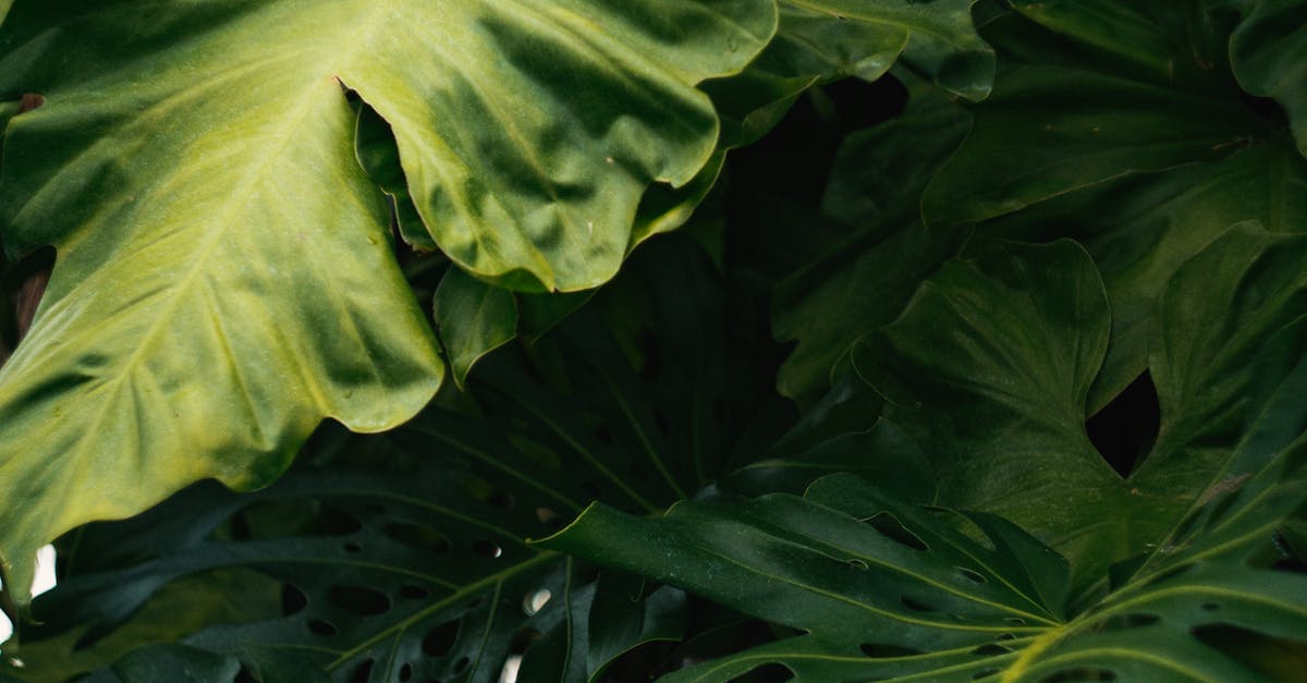 découvrez tout sur le dioxyde de carbone : définition, rôle dans l’atmosphère, impact sur le changement climatique et usages industriels. informations essentielles et actualisées.