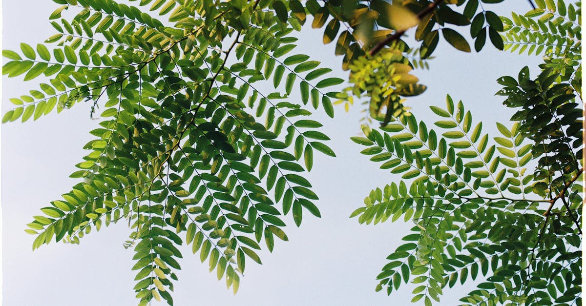 découvrez tout ce qu’il faut savoir sur le dioxyde de carbone : ses propriétés, ses effets sur l’environnement et son rôle dans le changement climatique.