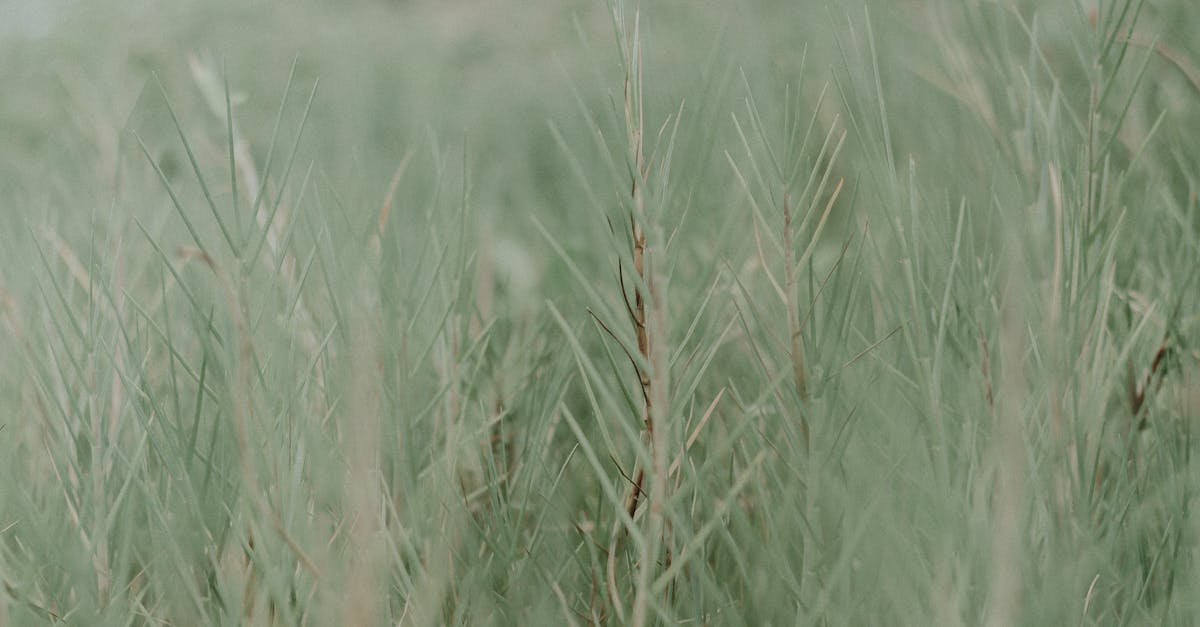 découvrez tout ce qu'il faut savoir sur le dioxyde de carbone : définition, rôle dans l'environnement, sources d'émissions et enjeux pour le climat. comprenez son impact et les solutions pour le réduire.