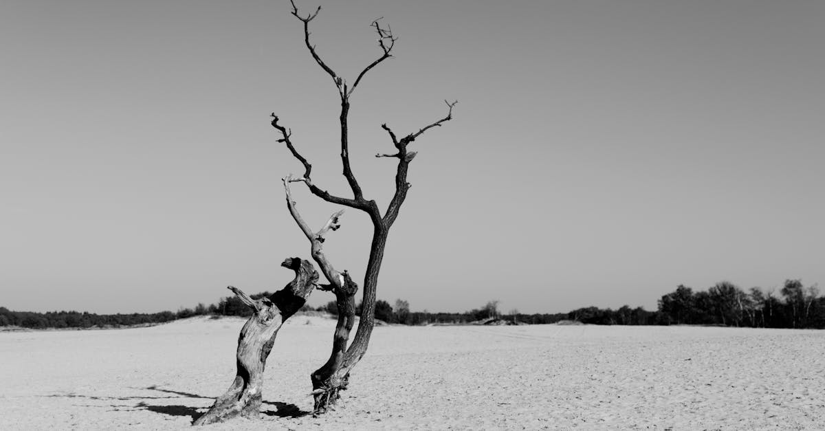 découvrez les stratégies et solutions d'adaptation face au changement climatique pour protéger l'environnement, les communautés et les économies face aux nouveaux défis climatiques.