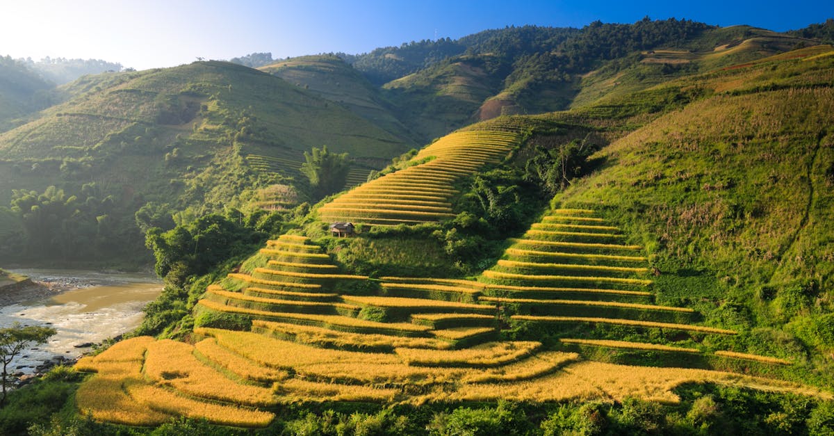découvrez les conséquences du changement climatique sur l'environnement, la biodiversité et les sociétés. analyse des causes, des effets et des solutions pour limiter l'impact du réchauffement climatique.