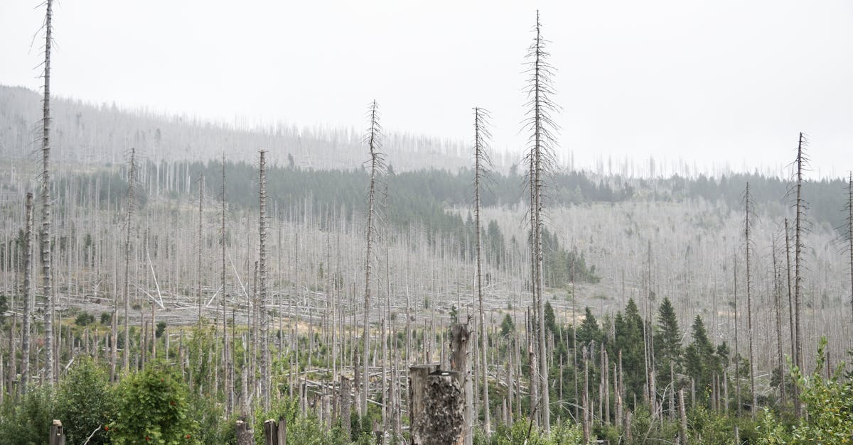 découvrez l'essentiel de la conférence sur le climat : enjeux, solutions et actions pour lutter contre le changement climatique. informez-vous sur les décisions clés et les initiatives mondiales pour un avenir durable.