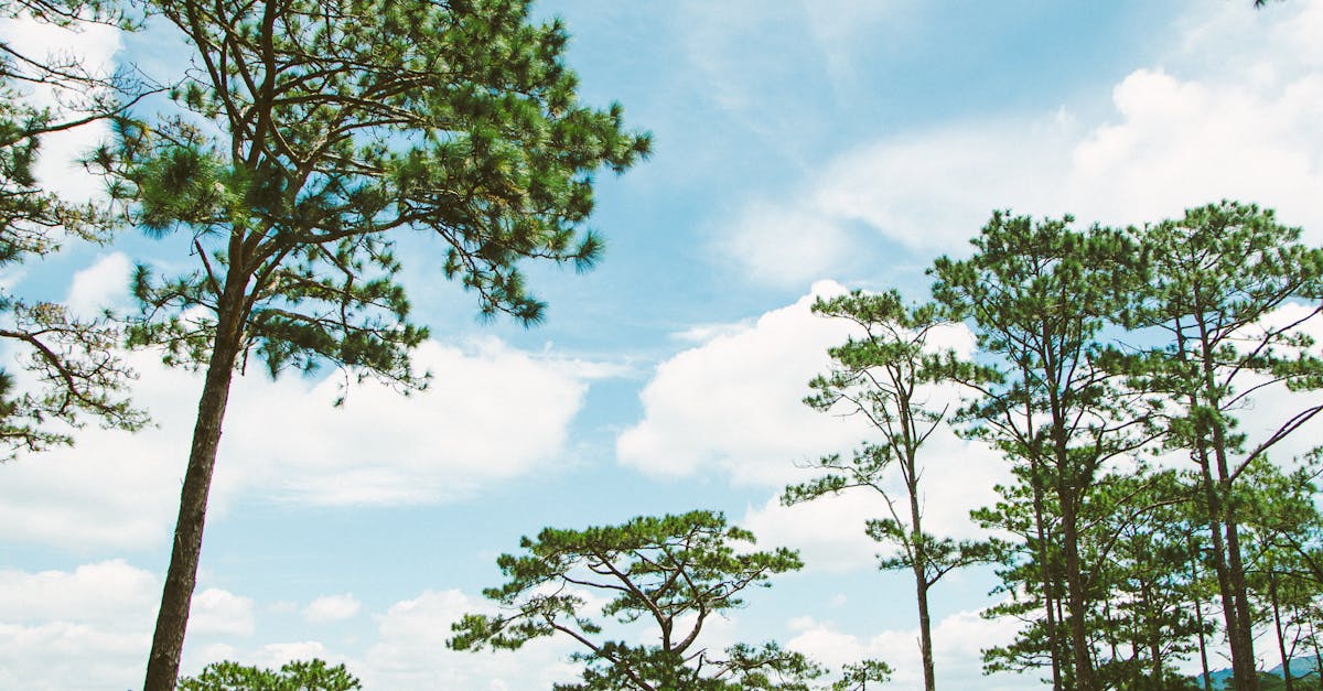 découvrez les initiatives climatiques innovantes qui œuvrent pour la protection de l'environnement, la réduction des émissions de carbone et la promotion du développement durable à travers le monde.