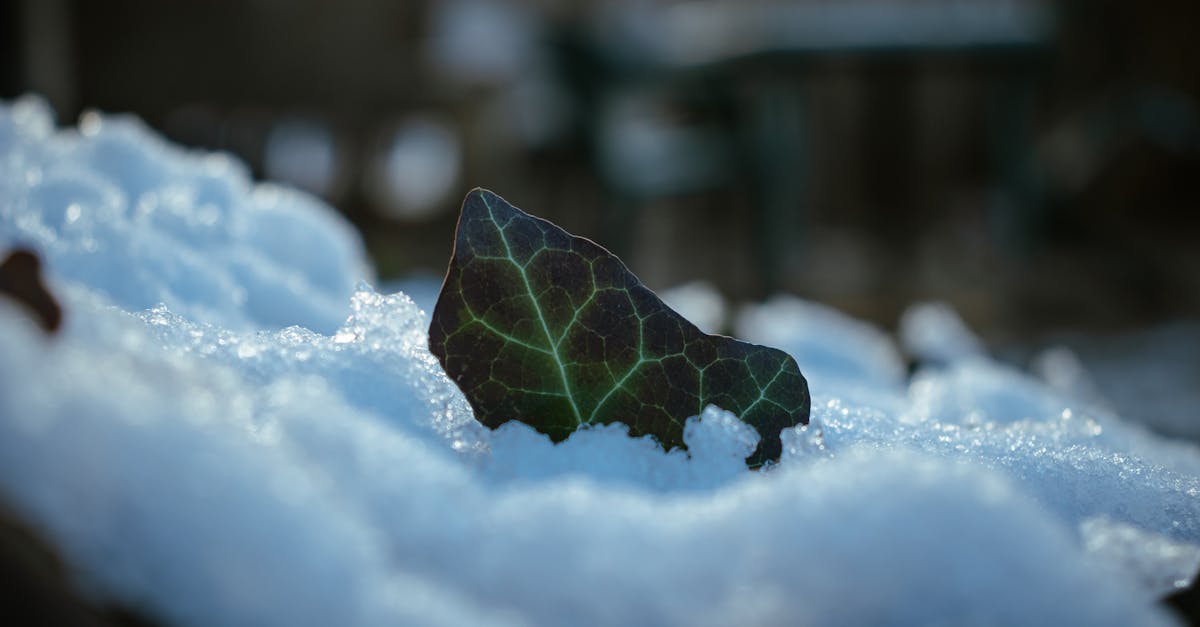 découvrez comment la transition climatique transforme nos sociétés, l'économie et l'environnement. solutions, enjeux et innovations pour un avenir durable.
