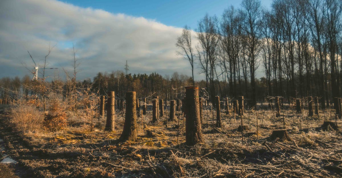 découvrez les enjeux et les solutions liés à la transition climatique : impacts, stratégies d’adaptation et innovations pour un avenir durable face au changement climatique.
