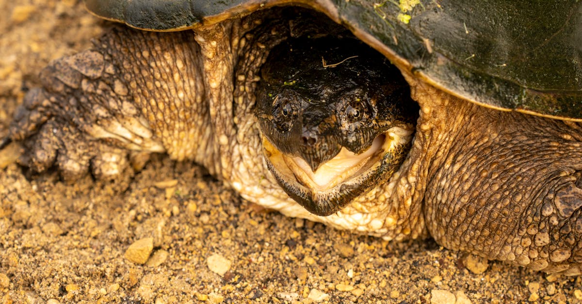 découvrez l'évolution de la terre, de sa formation il y a des milliards d'années à l'apparition de la vie et des grands changements géologiques qui ont façonné notre planète.