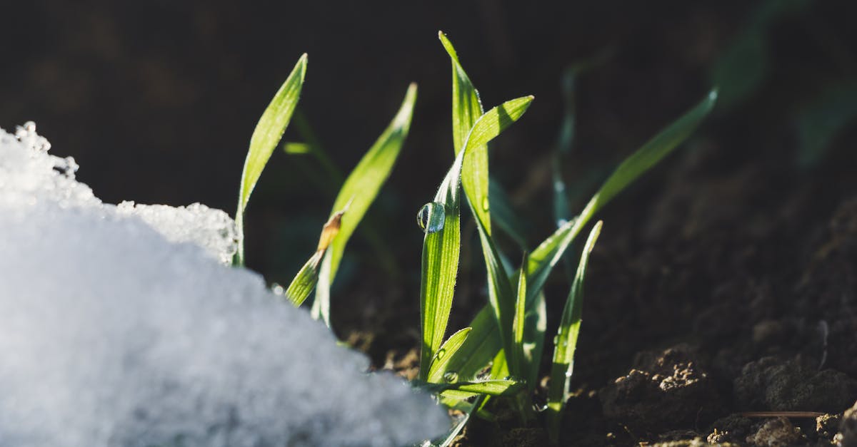 découvrez ce qu'est la transition écologique, son importance face aux défis environnementaux actuels et les actions à adopter pour un avenir plus durable. informations clés, conseils et enjeux expliqués simplement.