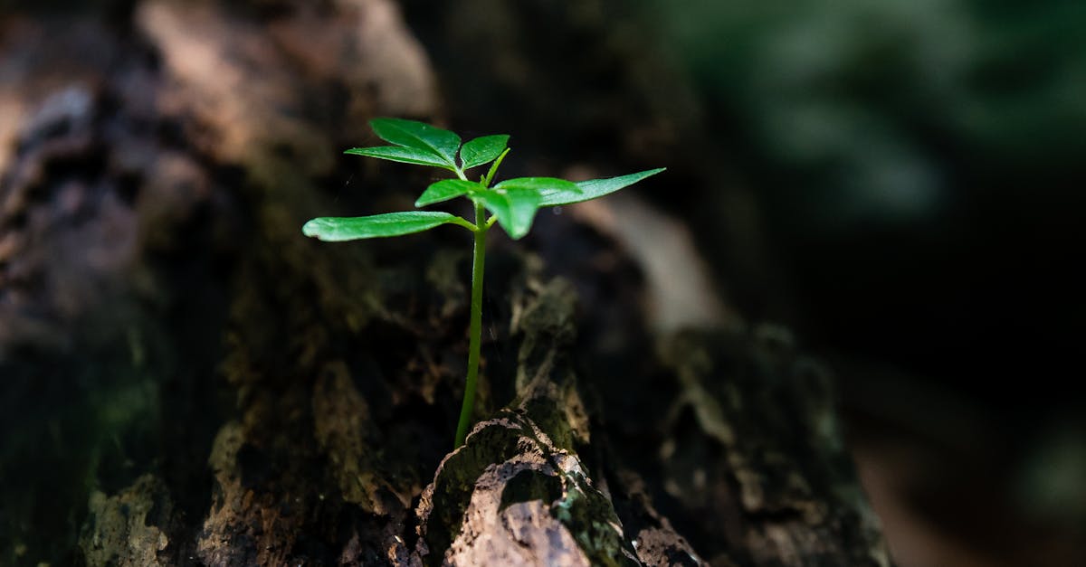 découvrez tout sur l'environnement : actualités, enjeux écologiques, solutions durables et conseils pour protéger la planète. engagez-vous pour un avenir plus vert !