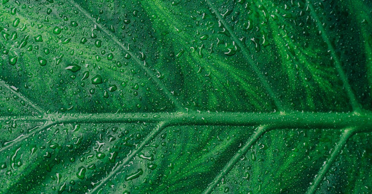 découvrez des informations complètes et des conseils pratiques pour mieux comprendre et protéger l'environnement. sensibilisation, actualités, gestes éco-responsables et innovations pour un avenir durable.