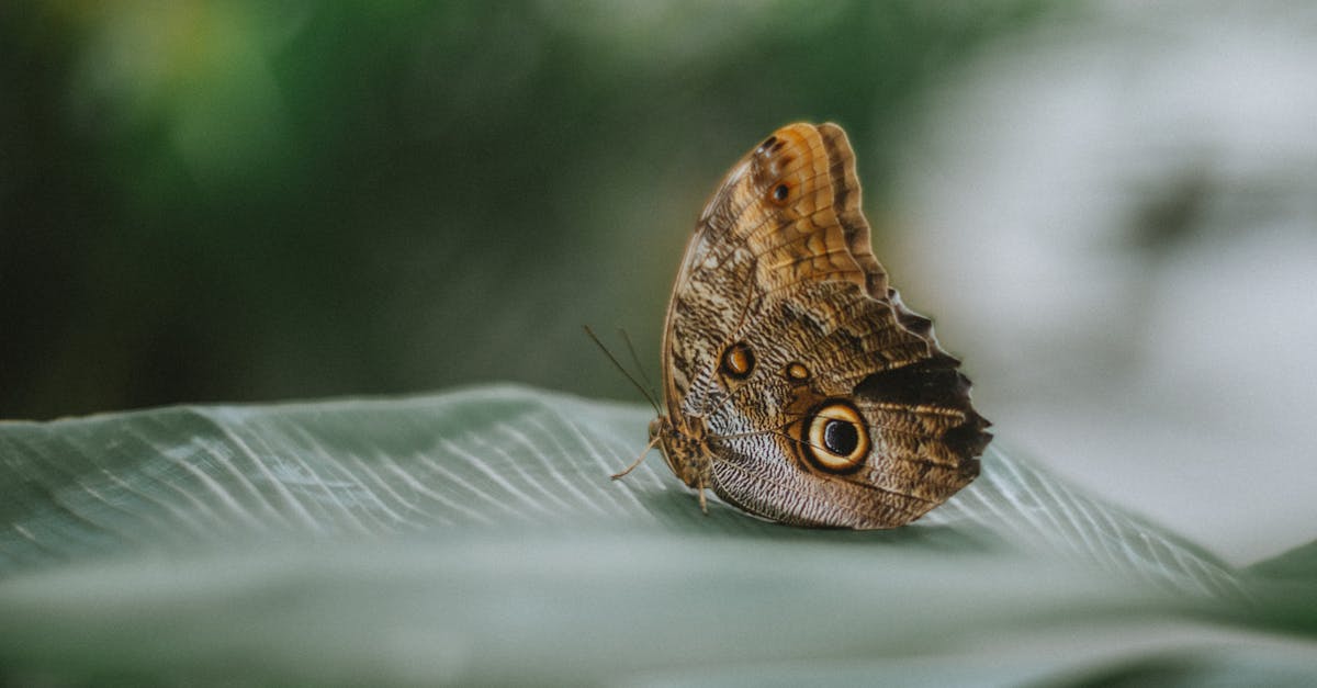 découvrez comment les décisions environnementales influencent la protection de la nature, la gestion durable des ressources et la lutte contre le changement climatique.