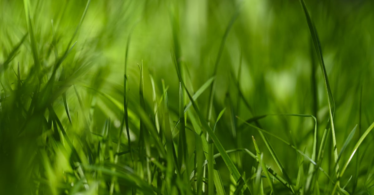 découvrez comment la simplification du droit de l'environnement facilite la compréhension et l'application des règles pour protéger la nature, tout en garantissant un développement durable et responsable.