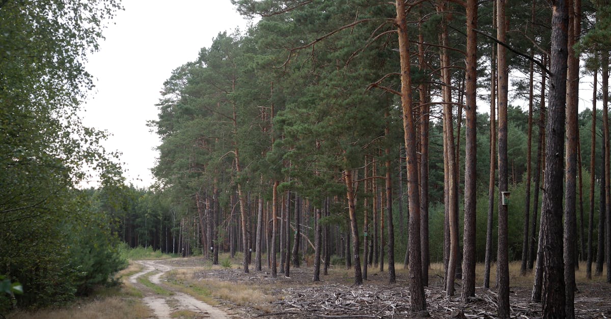 découvrez comment la simplification du droit de l'environnement permet de mieux comprendre les lois écologiques, facilite leur application et encourage la protection de la nature pour tous les acteurs concernés.