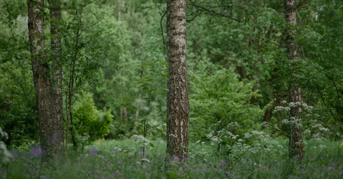 découvrez l'importance de la préservation de l'environnement, ses enjeux pour la planète et des solutions concrètes pour protéger la nature et assurer un avenir durable.
