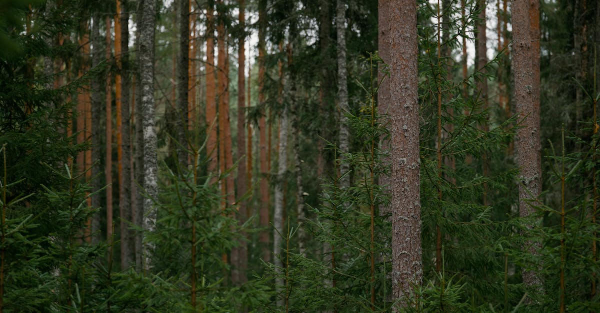 découvrez comment la préservation de l'environnement contribue à protéger la planète, la biodiversité et notre qualité de vie. adoptez des gestes simples et efficaces pour un avenir durable.