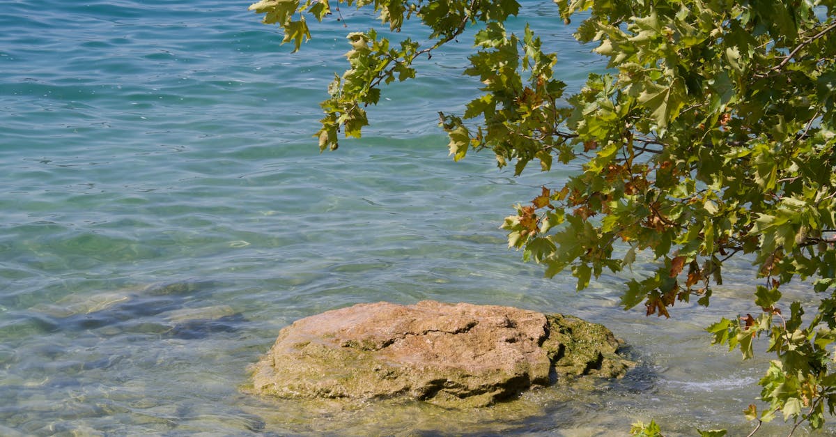 découvrez l'essentiel sur les réglementations environnementales : leur importance, leur impact sur les entreprises et la société, et comment elles contribuent à la protection de l'environnement.