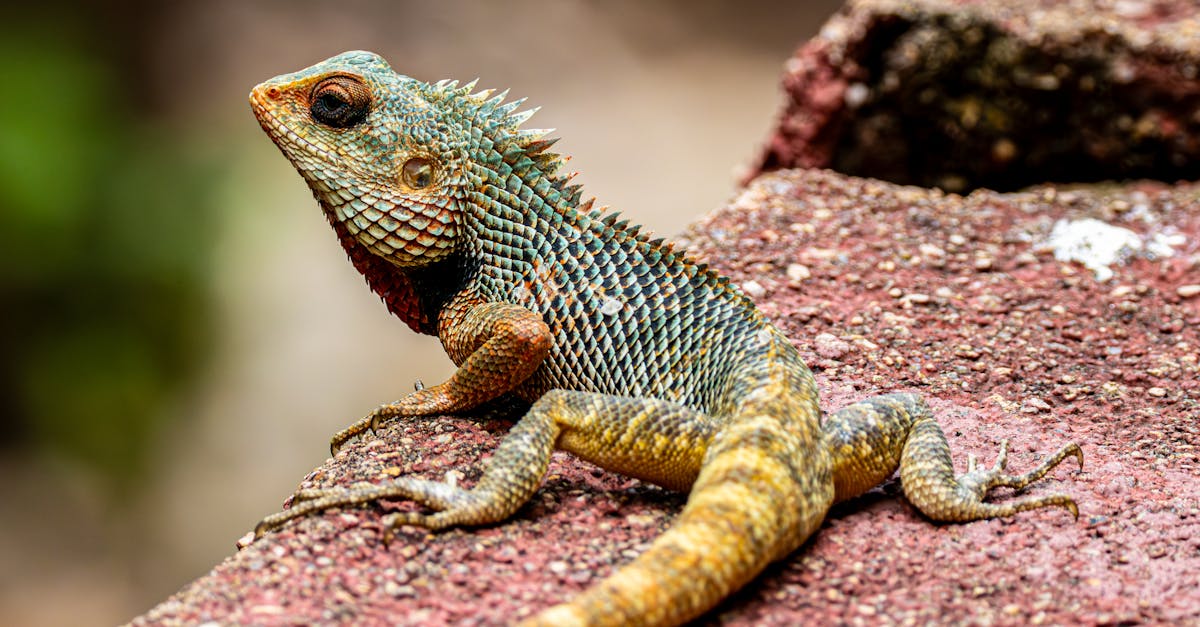 découvrez l’essentiel des réglementations environnementales, leur importance, leurs impacts sur les entreprises et la société, ainsi que les dernières évolutions législatives en matière d’écologie.