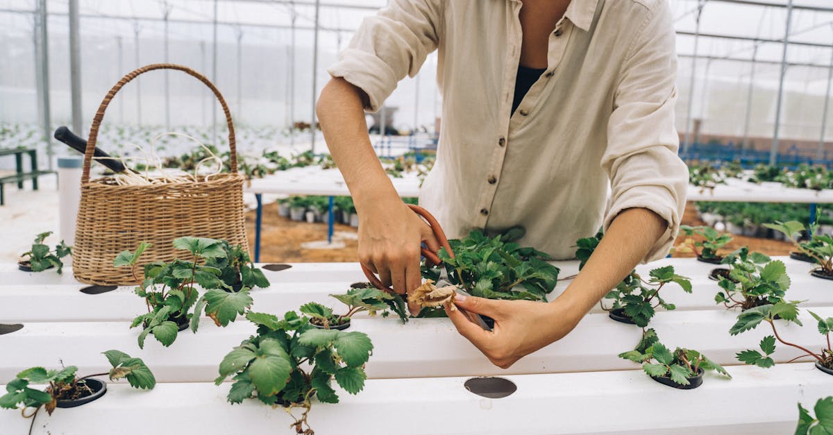 découvrez les principes de la durabilité environnementale, ses enjeux et les solutions pour préserver la planète tout en assurant le bien-être des générations futures.