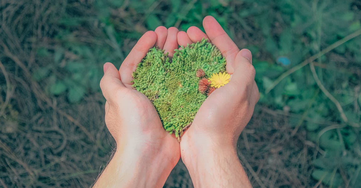 découvrez ce qu’est la sustainability et comment adopter des pratiques durables pour préserver l’environnement, améliorer la qualité de vie et assurer un avenir responsable pour les générations futures.