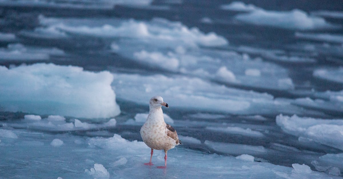 Déconstruire les préjugés sur les migrations climatiques : une exposition révélatrice qui montre que ces déplacements ne sont pas si étranges