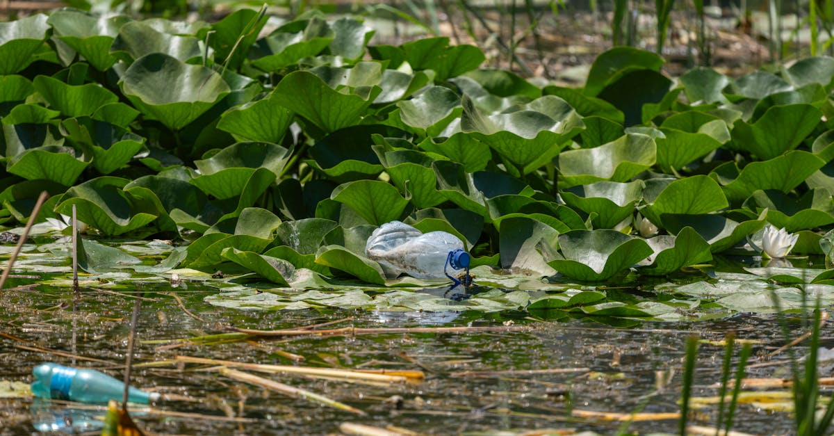 Watt annonce qu’aucun déclencheur climatique ne sera inclus dans la réforme des lois sur la nature de l’EPBC