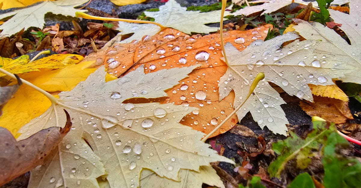 découvrez comment le financement climatique aide à soutenir la transition écologique, à réduire les émissions de carbone et à promouvoir des projets durables pour lutter contre le changement climatique.
