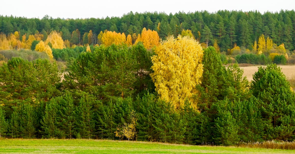 découvrez climate fresco, un atelier collaboratif pour comprendre les causes et conséquences du changement climatique et agir en faveur de la planète. sensibilisez-vous et devenez acteur de la transition écologique dès aujourd’hui !