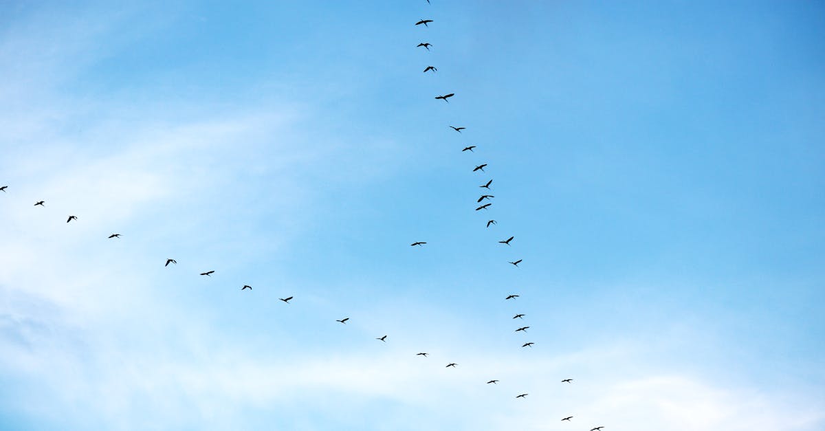 découvrez comment le changement climatique influence les migrations humaines à travers le monde, les enjeux pour les populations déplacées et les solutions envisagées pour répondre à ce défi mondial.