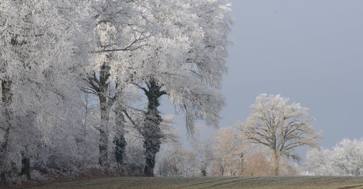 découvrez tout sur la neutralité climatique : définitions, enjeux et solutions pour réduire l'empreinte carbone et atteindre un avenir durable pour la planète.