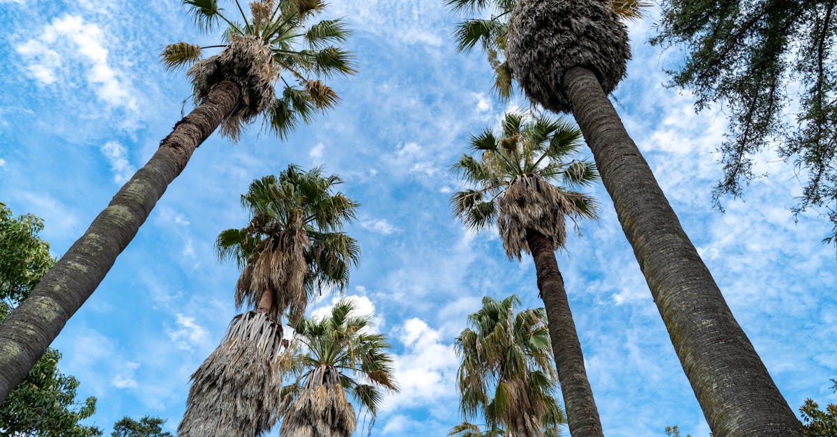 découvrez l'importance des politiques climatiques, leurs objectifs, et les actions mises en œuvre pour lutter contre le changement climatique à l'échelle nationale et internationale.