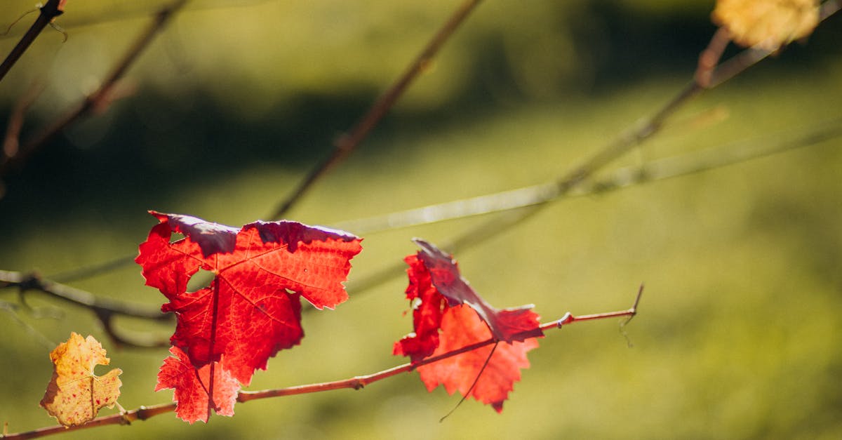découvrez comment élaborer une stratégie climatique efficace pour réduire les émissions de carbone, protéger l’environnement et assurer la croissance durable de votre organisation, grâce à des conseils et solutions concrètes adaptés à tous les secteurs d’activité.