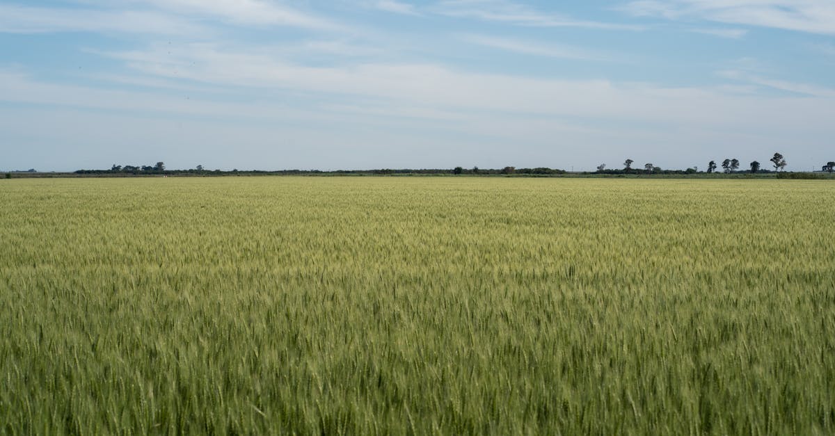 découvrez pourquoi l'urgence climatique nécessite une action immédiate. comprenez les conséquences du réchauffement climatique et les solutions pour protéger notre planète.
