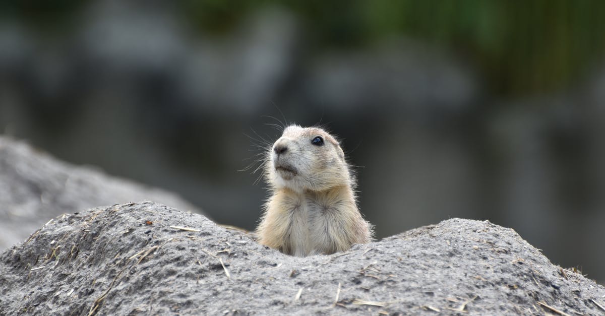 découvrez l'importance de la surveillance écologique, une démarche essentielle pour suivre l'état de l'environnement, détecter les changements et préserver la biodiversité face aux défis climatiques actuels.