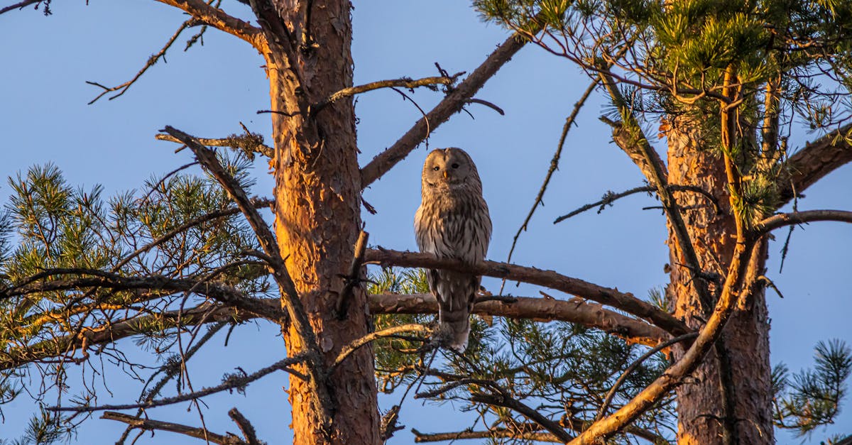 découvrez l'importance de la surveillance écologique : méthodes modernes pour suivre, analyser et préserver la biodiversité et l'environnement face aux changements climatiques.