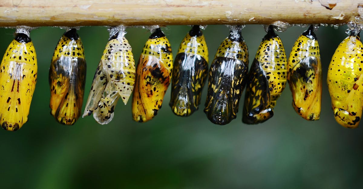 découvrez comment la transformation écologique révolutionne nos modes de vie et de production, en favorisant le développement durable et la protection de l’environnement. adoptez des solutions innovantes pour un avenir plus vert.