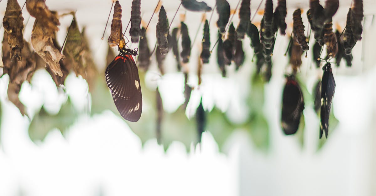 découvrez comment la transformation écologique façonne un avenir durable grâce à des solutions innovantes, des pratiques responsables et l’engagement pour la préservation de l’environnement.