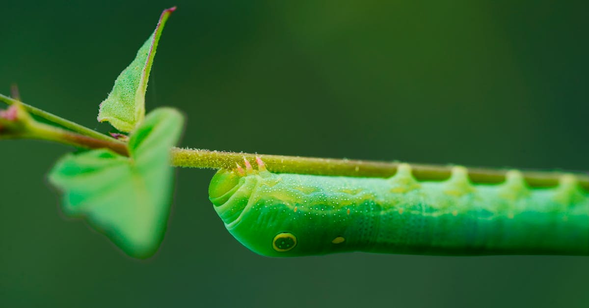 découvrez comment la transformation écologique permet de protéger l’environnement, d’adopter des pratiques durables et d’accompagner la transition vers une économie verte et responsable.