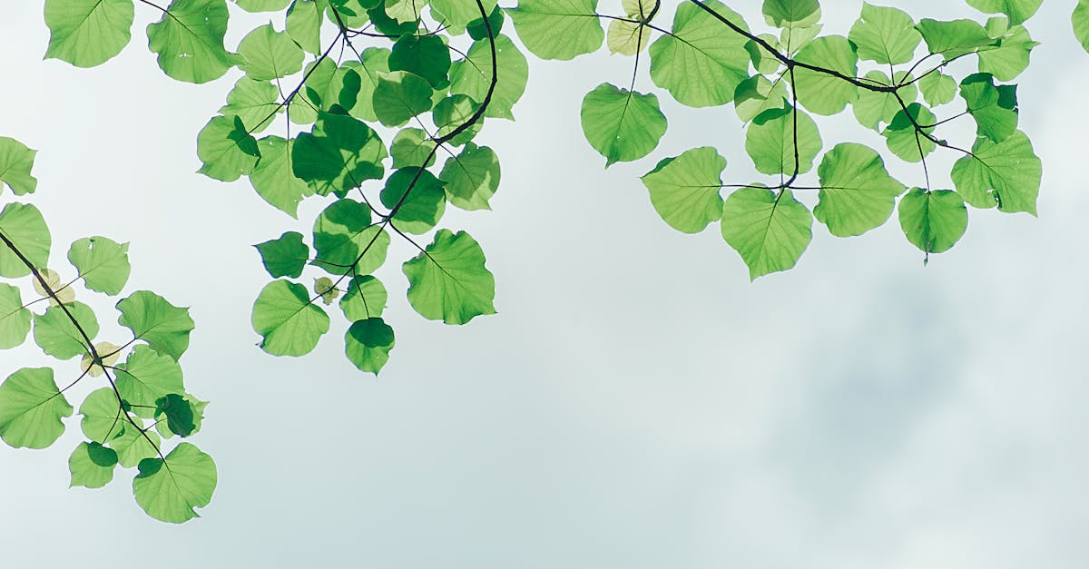 découvrez l'importance de la préservation de l'environnement, les enjeux écologiques actuels et des solutions durables pour un avenir plus vert.