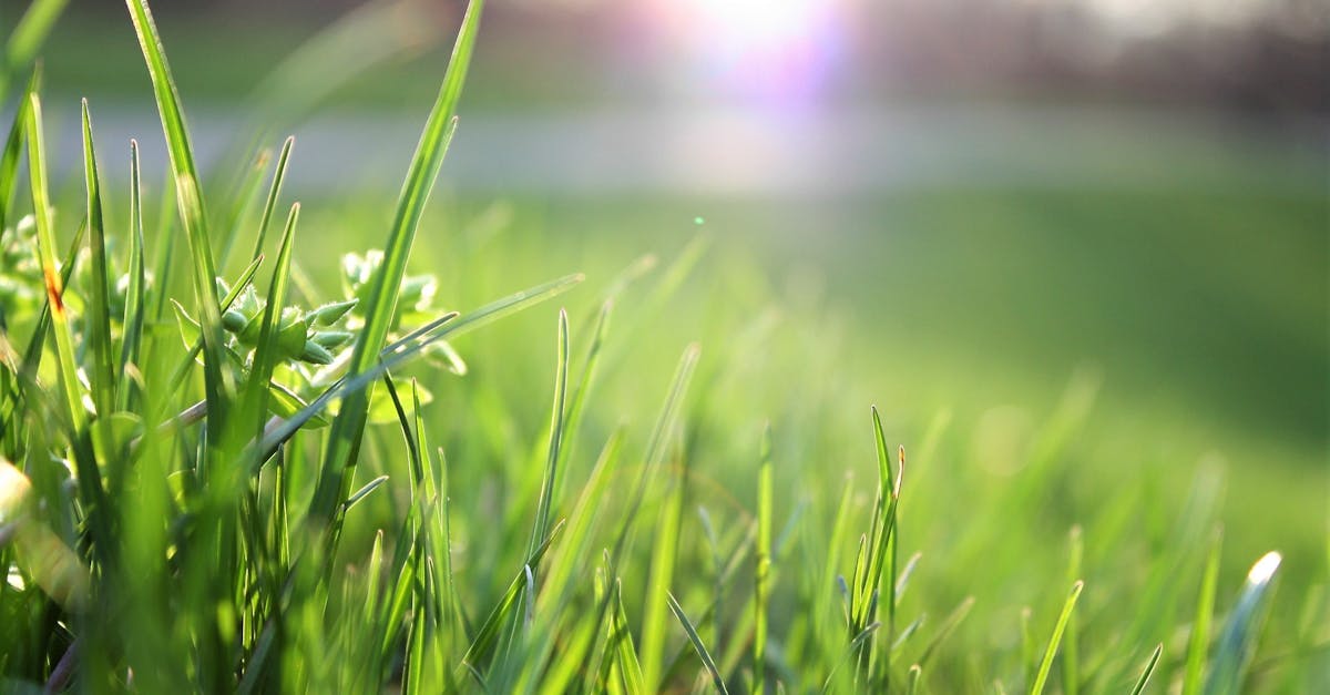 découvrez des informations essentielles sur l'environnement, les enjeux écologiques, et les solutions pour protéger notre planète au quotidien.