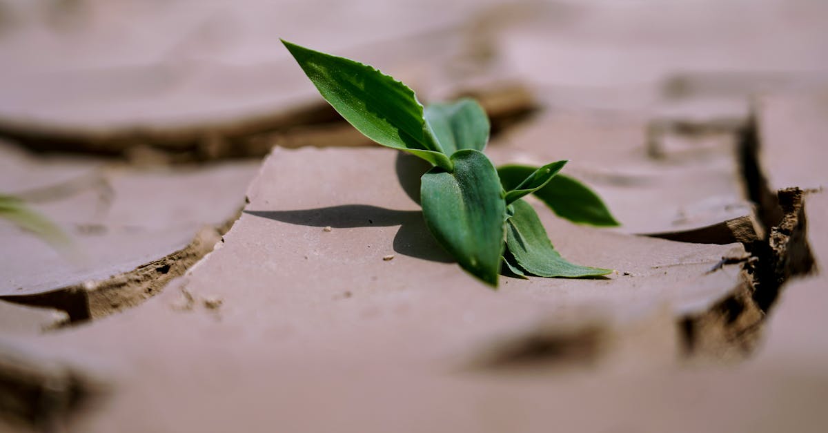 découvrez les principaux défis environnementaux, leurs causes et conséquences, ainsi que des solutions pour préserver notre planète et garantir un avenir durable.